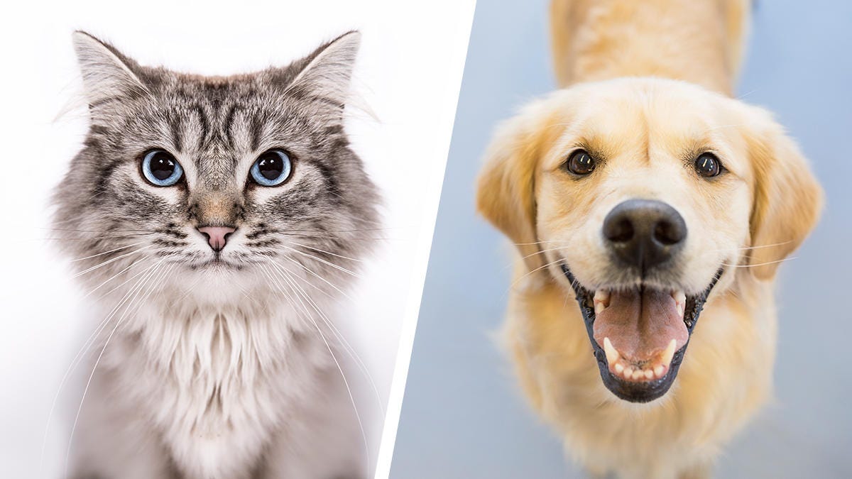 Cat & Dog Classifier Thumbnail